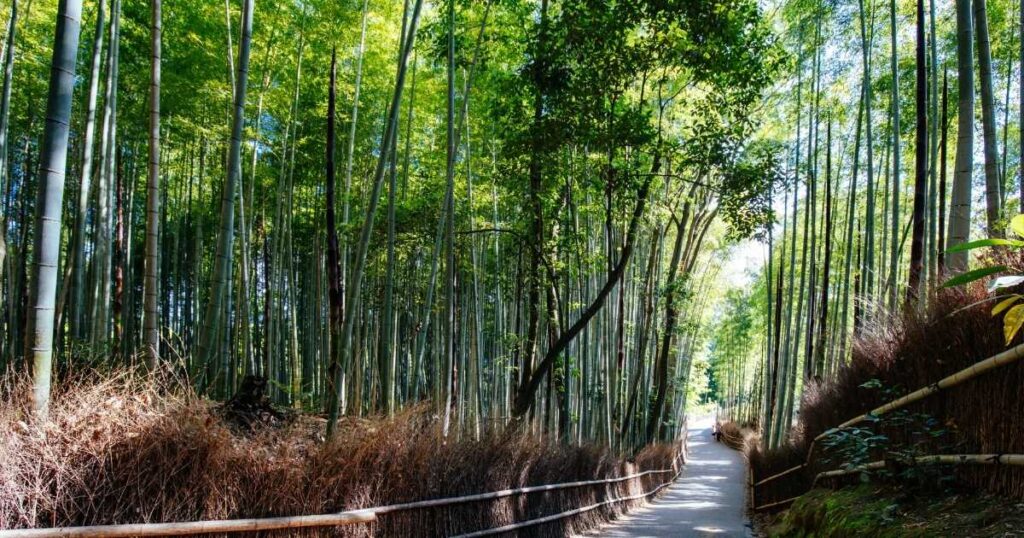 Arashiyama Bamboo Forest Tokyo