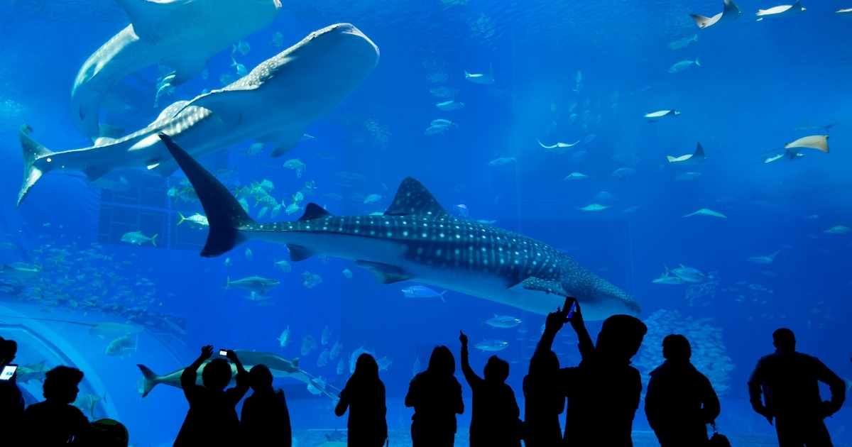 Aquarium of Western Australia