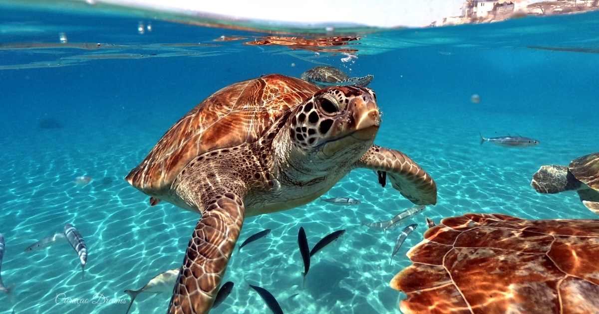 Discover Sea Turtles in Kuta