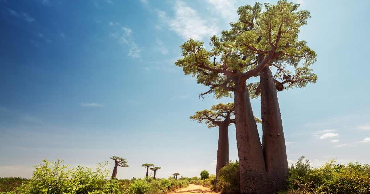 Madagascar