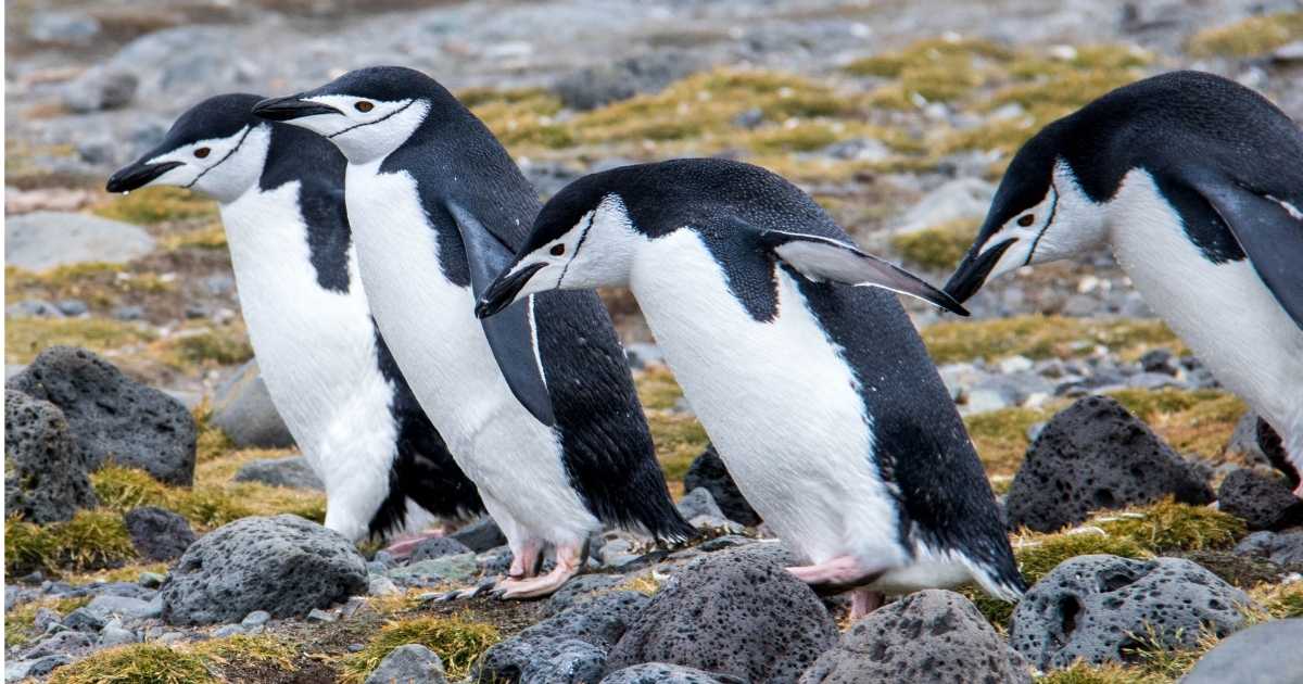 Penguin Island Australia