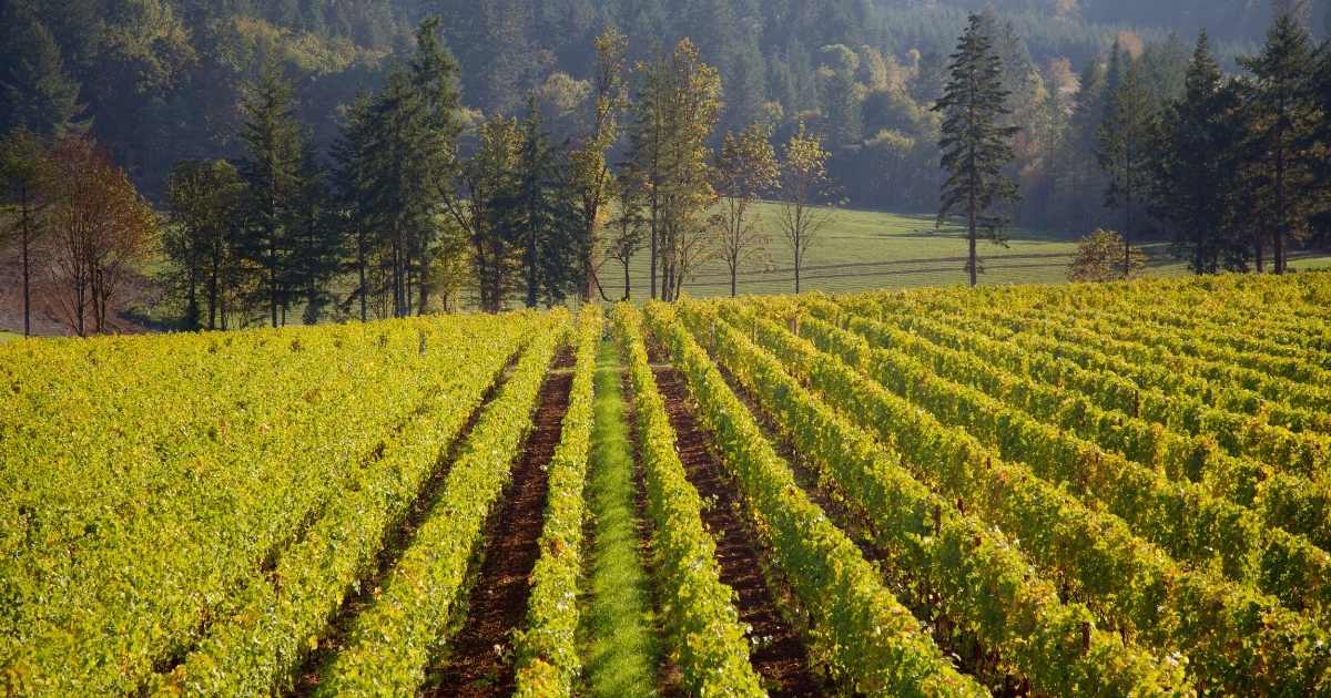 Swan Valley Vineyards, Australia