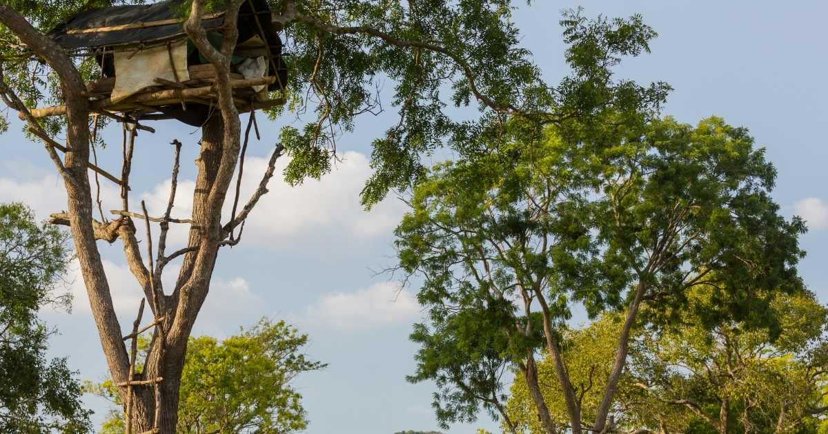 huts on tree, Columbia