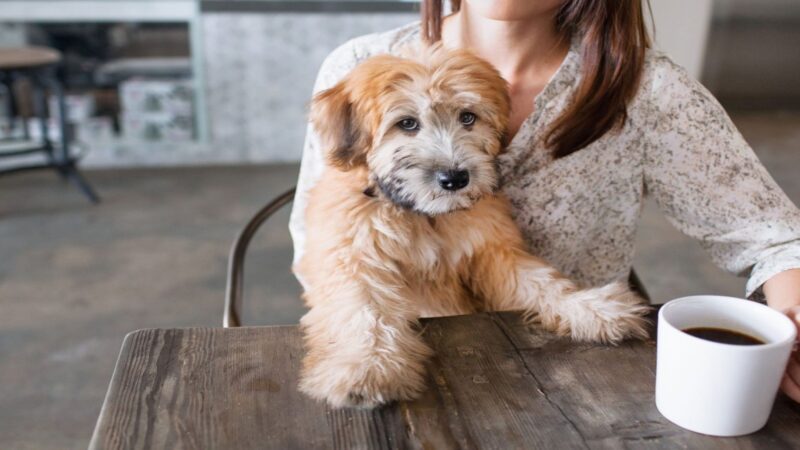 dog cafe in bangalore