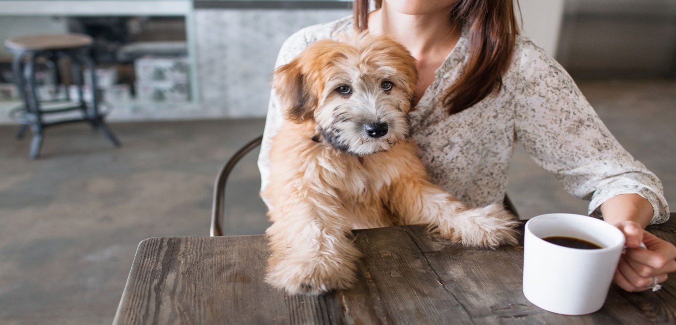 Read more about the article 9 Furry Dog Cafe In Bangalore For A Cute Pet Date