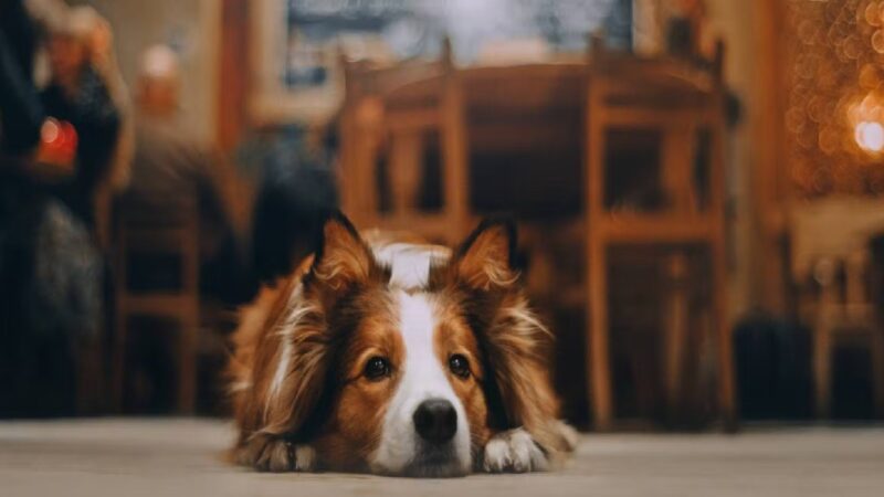 dog cafe in delhi - thetripsuggest