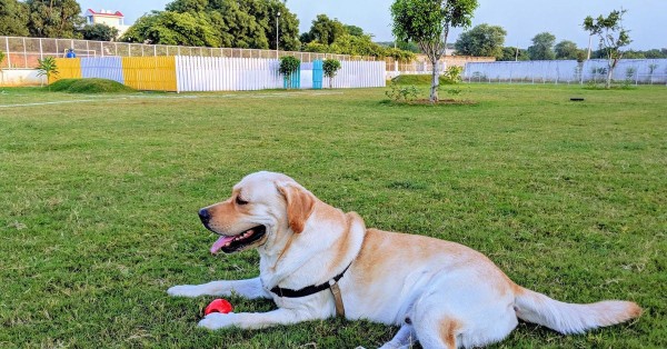 dog cafes in delhi - thetripsuggest