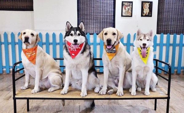 dog cafes in delhi - thetripsuggest