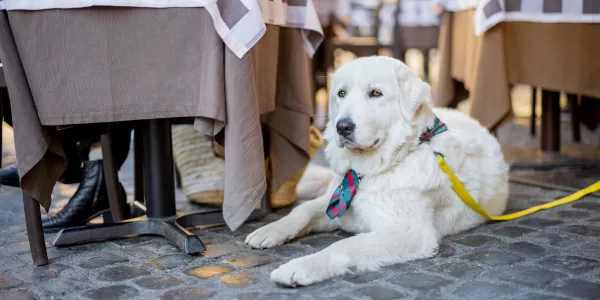 Dog Cafes in Mumbai - thetripsuggest