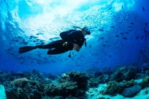 Read more about the article 10 Best Scuba Diving Spots in Seychelles: Explore The Stunning Marine Life at its Best