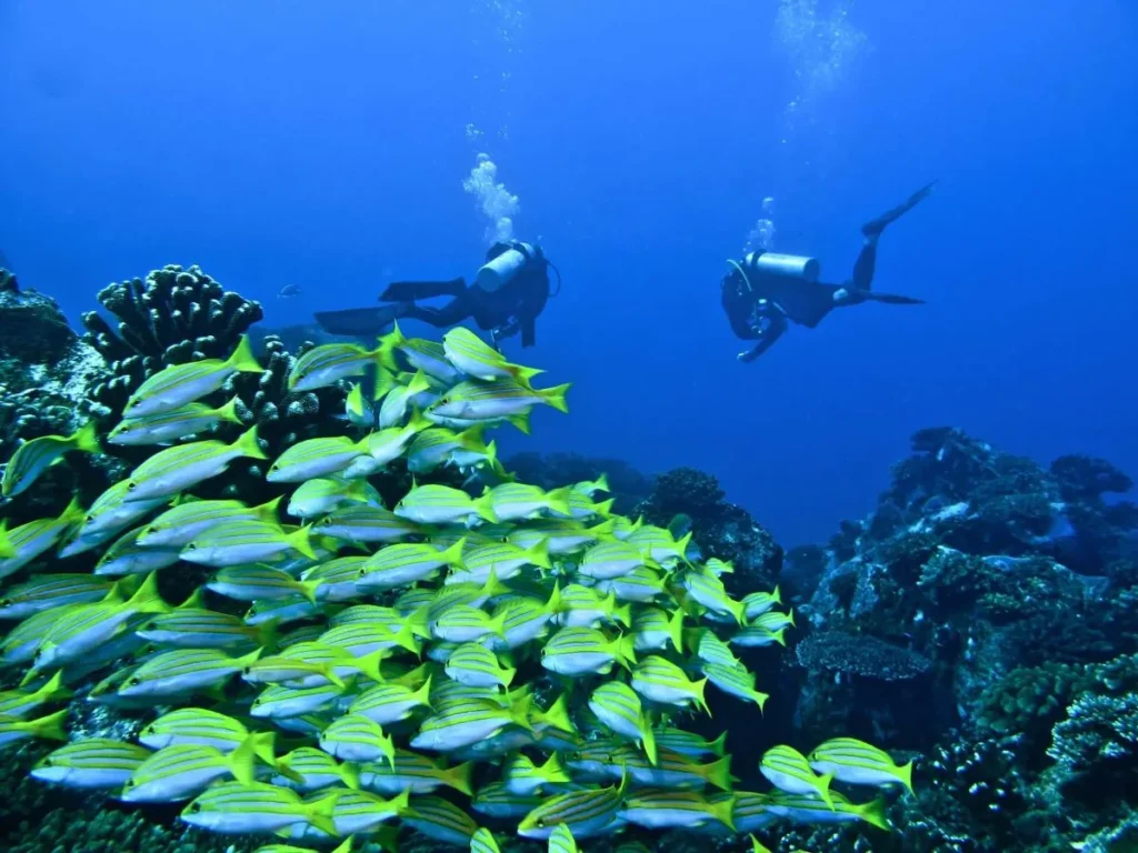 Scuba Diving in Seychelles